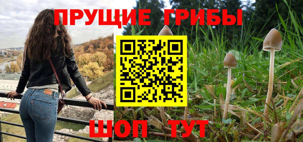 Гай  Псилоцибиновые грибы MAGIC MUSHROOMS  сколько стоит  Вход с VPN 